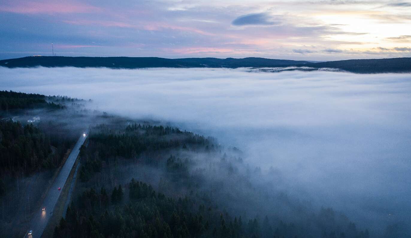 Skog och väg i dimma